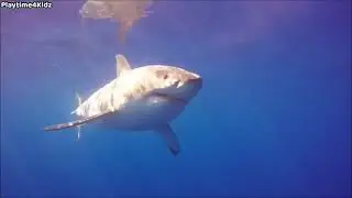 Sea Animals Part#1