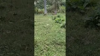 #muthumali# tiger 🐯 forest #Tamil Nadu# Ooty# 📍# welcome #####