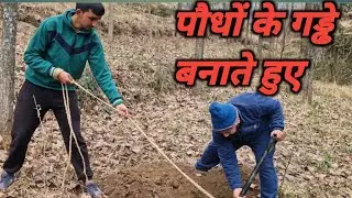 पौधों के गड्ढे बनाते हुए || गाँव की ज़िन्दगी || Mandi || Himachal Pradesh ||