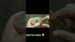 Succulents leaves turning brown and black | সাকুলেন্টের যত্ন