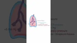 Transpulmonary Pressure - Quick Explanation