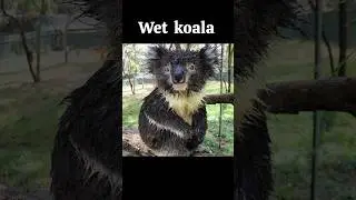 Animals look creepy when they're dripping wet #animals #scary #youtubeshorts #shortsfeed #trending