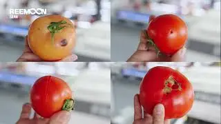 Reemoon Tomato Sorting Machine