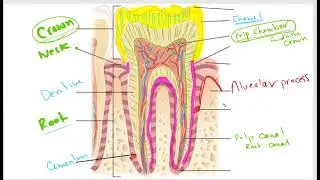 1411 02 Ch 02 The Tooth