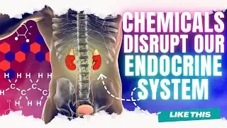 Everyday Chemicals are Messing with Your Endocrine System! Here&rsquo;s How You Can Minimize Your Exposure
