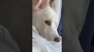 雑種犬