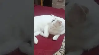 Остановился кадр! #cat #выгодноехозяйство #snow #красиваякошка #январь