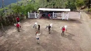 Equine Therapy in Costa Rica: Social and Emotional Growth | #equinetherapy #adventuretherapy