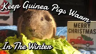 How To Keep Your Guinea Pigs Warm In The Winter| Pigmas 2020!