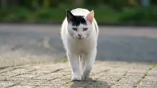 Cat Walking Towards Camera | Slow Motion 4K 120fps (Sony a6700)