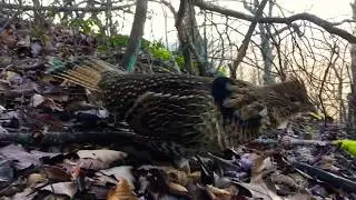 Weird Wild Bird Encounter