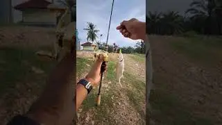 Ikan bulan teluk mengkuang