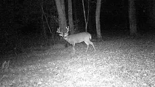 52 Acres with Cabin Excellent Deer & Turkey Hunting NY Land Quest