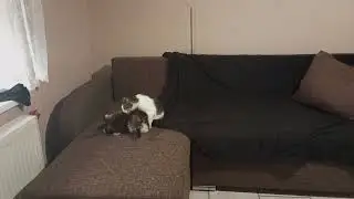 Small cat grand cat😄