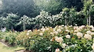 Regent’s Park London Queen Mary Rose Garden June 2025