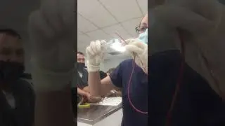 Urinary Catheterization of a Male Canine Skill 17