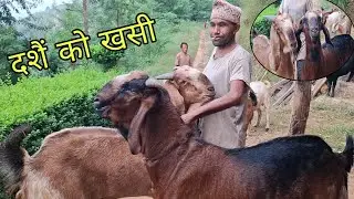 Dashain Special || दशैं को खसी || Nepali Village Life 