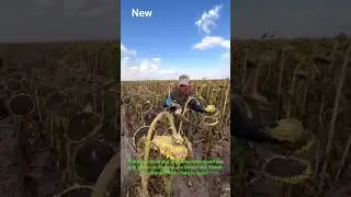 It's the most amazing sunflower harvest you&rsquo;ll #sunflower #harvesting #farmtok #asmr #sunflowerfarm