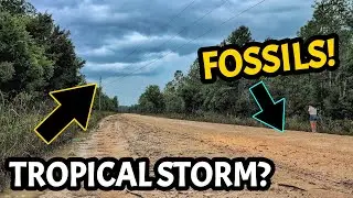 Tropical Rains Washed Us Out... We Still Found Great Fossils! & We Cut Epic Florida Agate!