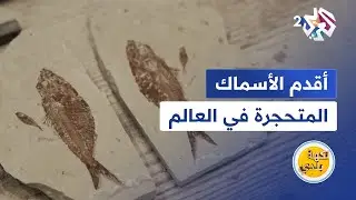 اكتشفوا أقدم الأسماك المتحجرة في العالم الموجودة في مدينة جبيل اللبنانية