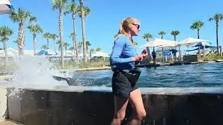 Gulfarium Dolphin show 10.15.25 
