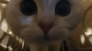NEUTER of scottish fold part 1 - no heat symptoms, visiting the vet, home preparation