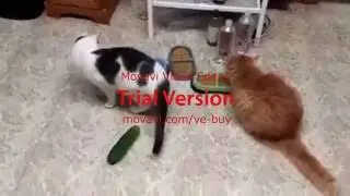 Cats V.S. Cucumber Vines