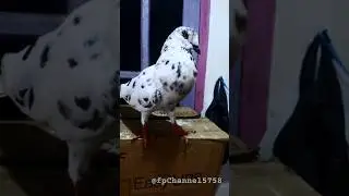 My Super Docile And Spoiled Pigeons Are Also Aggressive.// #animals #shorts #pigeon #viral