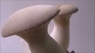 Oyster Mushroom Pleurotus eryngii, King Oyster