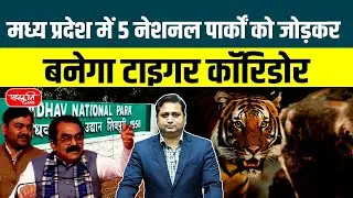 Madhya Pradesh to Create Tiger Corridor Connecting 5 National Parks | Tiger Conservation
