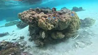 Under Water in Mo'orea, French Polynesia 4K