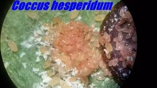 Coccus hesperidum: Moments in Life