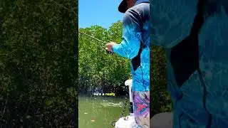 The easiest way to catch Mangrove Jack!!!!🎣 #howtocatch #mangrovejack #topwater #barramundi #fish