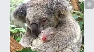 Look into their eyes, let's join hands to save the wildfire animals in Australia