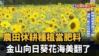 休耕期種植當肥料 金山向日葵花海美翻了－民視新聞