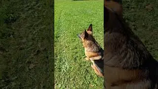An off leash dog was approaching us! #buddyandmikespal #germanshepherd #respect #mikelalicich #gsd