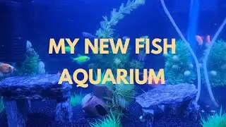 My new fish Aquarium || Bought a New Aquarium 🐠 | Colorful Fish Collection in new tank 🐠 