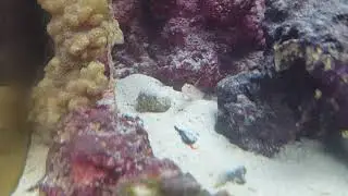 Tangaroa shrimp goby and Candy-Striped Pistol shrimp pair