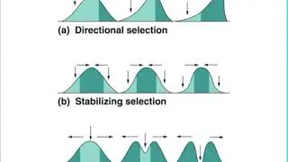 Ecological Genetics: Adaptation and Natural Selection