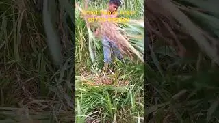 Smart Napier Grass Cultivation #shortvideos #cornfarming