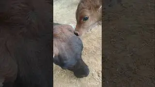 Day 47 💞💞 cow child best videos #cowvideo #subscribe