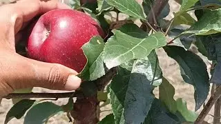 Trex gala apple top work on seedling rootstock performance  2025 