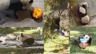 2023-10-01 Xiao Qi Ji ~ Pumpkin Rolls, Toy Tumbles, & Takes Toy up Tree Twice!