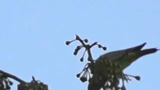 Golden-mantled racket-tail