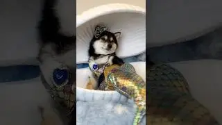 Manyu's Cleaning Spa ASMR | Manyu's Stunning Mermaid Transformation!