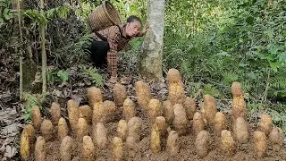Harvesting sweet potatoes to sell with my daughter and baby | Lý Tiểu Vy