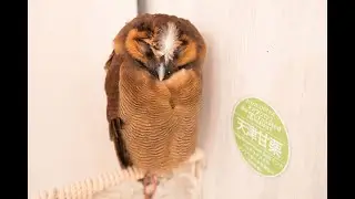 Good night Owl⭐Brown Wood Owl // Name : SWEET ROASTED CHESTNUT