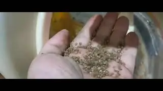 Quinoa Seeds Processing Video