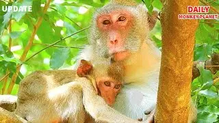 Jane Monkey Update| Feel Very Sad See This Video  Absent Janet
