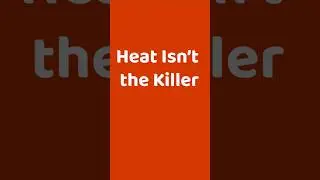 Why Heat Mats Randomly Wipe Out Ant Colonies
